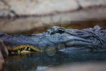 crocodile swims in the water, waiting for prey