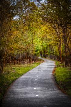 Bicycle path through the forest in autumn in national park 'De hoge Veluwe' in the Netherlands.