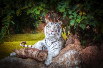 white tiger rests among trees and rocks