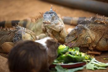 Three lizard eat the leaves of the plates and they came to eat the guinea pig