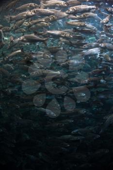 school of fish swimming in a circle