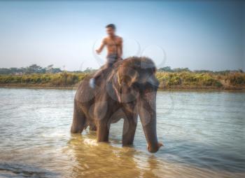 elephants in Chitwan. In the jungles of Nepal
