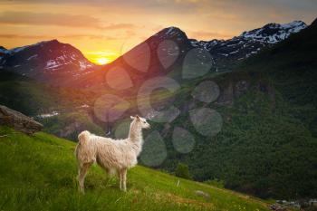 llamas in the mountains. scenic spots in nature.