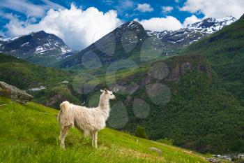 llamas in the mountains. scenic spots in nature.