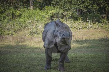 Rhino in Chitwan National Park in Nepal.