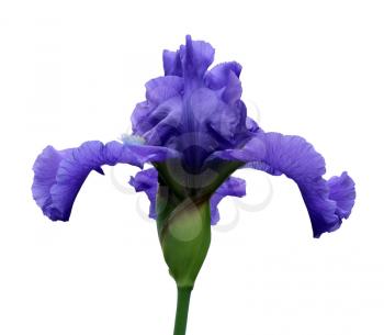 gorgeous blooming blue iris, isolated flower on white background close-up