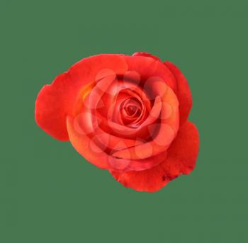 scarlet blooming rose close-up isolated on green background, natural flower color