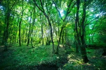 trees in the forest, summer green forest