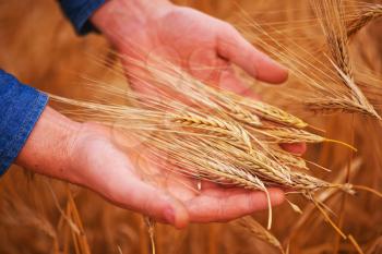 wheat field in Crimea, golden wheat in the hand