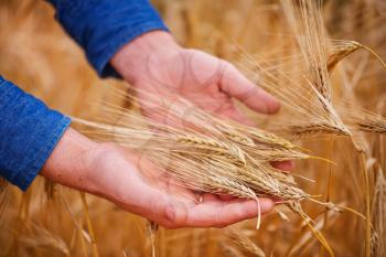 wheat field in Crimea, golden wheat in the hand