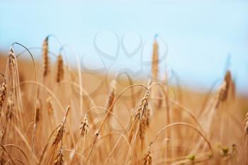 wheat field in Crimea, summer wheat field
