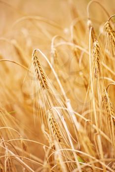 wheat field in Crimea, summer wheat field