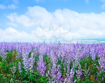 lavender in field, lavender flowers in field