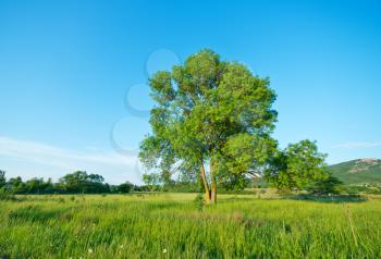 green tree in green field, summer background