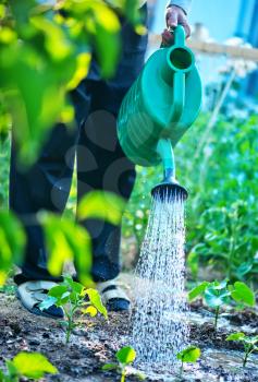 a man is watering garden, summer garden
