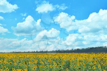 sunflower field and blue sky in Ukraine