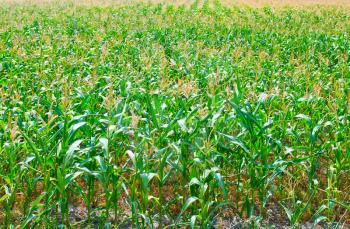 Beautiful green maize field, corn field in Ukraine