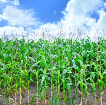 corn field, summer field and sky in Ukraine