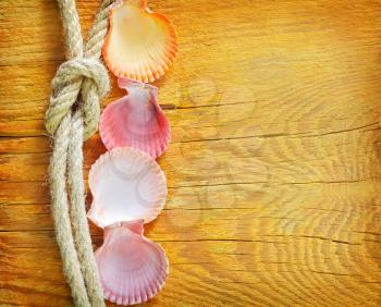 shells on wooden background