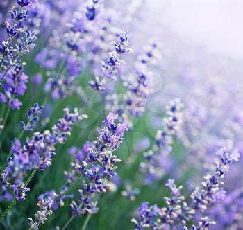 lavender flowers in the Crimea field, lavender field