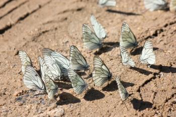 Many white butterflies is sitting on the brown sand under bright sunlight