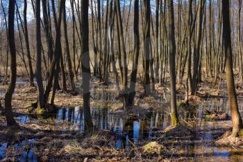 Landscape of flooded spring forest under sunlight
