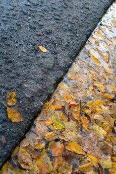 Autumn background: a lot of yellow autumn birch leaves in a puddle on the side of the asphalt road, diaginal view
