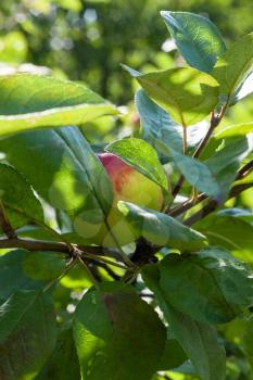 Apple grows on branch among the green foliage in apple fruit garden under sunlight, harvesting season in orchard.