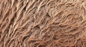Brown camel wool close-up, textured background