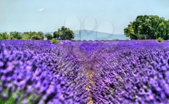 View of a lavender field in Provence, France