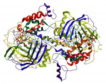 Enzyme Catalase, a very important antioxidant in organism