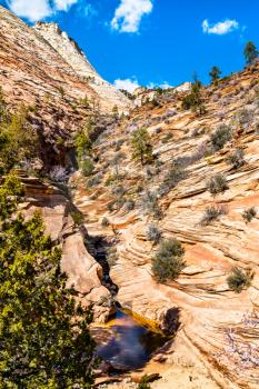 Landscape of Zion National Park along Pine Creek. Utah, United States