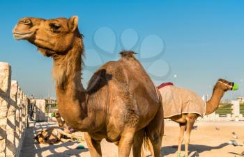 Camel market at Souq Waqif in Doha, the capital of Qatar