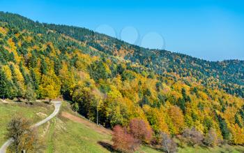 Colorful autumn landscape of the Vosges Mountains in Haut-Rhin, France