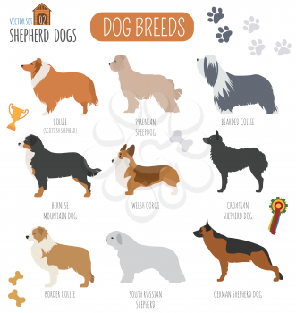 Dog breeds. Shepherd dog set icon. Flat style. Vector illustration
