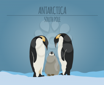 Antarctica (South Pole) graphic template. Vector illustration
