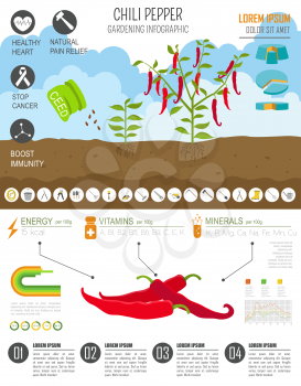 Gardening work, farming infographic.Chili pepper. Graphic template. Flat style design. Vector illustration