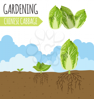 Garden. Chinese cabbage. Plant growth. Vector illustration