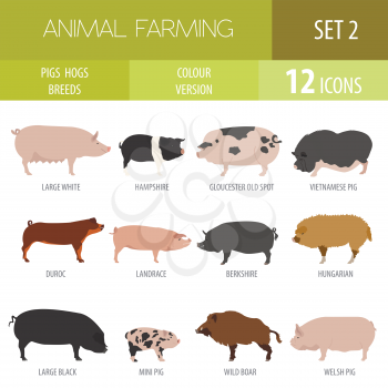 Pigs, hogs breed icon set. Flat design. Vector illustration