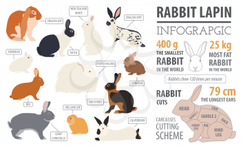 Rabbit, lapin breed infographic template. Flat design. Vector illustration