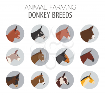 Donkey breeds icon set. Animal farming. Flat design. Vector illustration