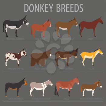 Donkey breeds icon set. Animal farming. Flat design. Vector illustration