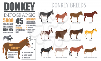 Donkey breeds infographic template. Animal farming. Flat design. Vector illustration