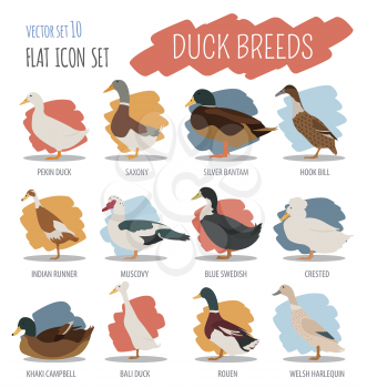 Poultry farming. Duck breeds icon set. Flat design. Vector illustration