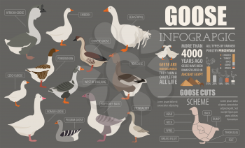 Poultry farming infographic template. Goose breeding. Flat design. Vector illustration