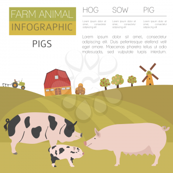 Pig farming infographic template. Hog, sow, pig family. Flat design. Vector illustration
