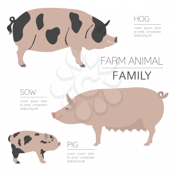 Pig farming infographic template. Hog, sow, pig family. Flat design. Vector illustration