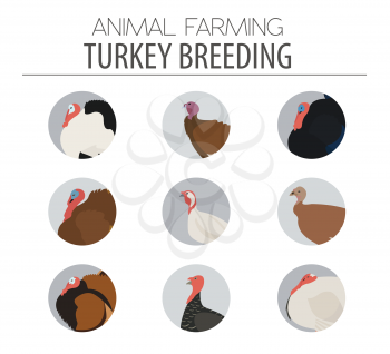 Poultry farming. Turkey breeds icon set. Flat design. Vector illustration