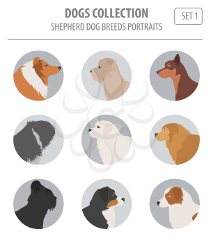 Shepherd dog breeds, sheepdogs collection isolated on white. Flat style. Vector illustration