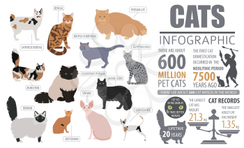 Cat breeds infographic template, icon isolated on white. Vector illustration